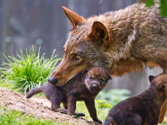 dott-emilio-alessio-loiacono-medico-chirurgo-medicina-estetica-roma-perche-si-dice-in-bocca-al-lupo-radiofrequenza-rughe-cavitazione-cellulite-luce-pulsata-peeling-pressoterapia-linfodre