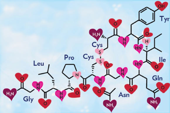 image_1303-Oxytocin